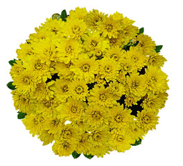 yellow chrysanthemum flowers