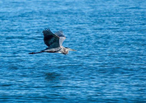 Great blue heron flying over water wings up.