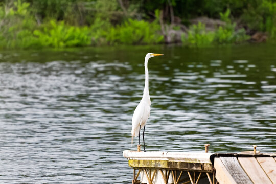 Great white egret proudly posturing on a dock.