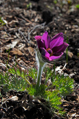 fluffy snowdrop pulsatilla with purple petals in spring, closeup, vertical