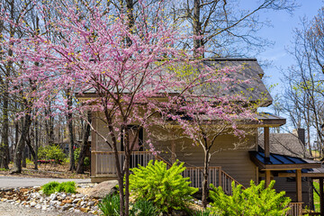 Single family mountain vacation rental house with gravel road driveway in spring at Wintergreen ski resort town city of Nelson county, Virginia with redbud blossom blooming tree