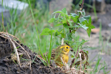A portrait of a yellowhammer sitting on the ground behind green grass