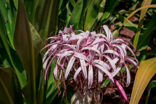 Crinum amabile donn, Crinum lily or Giantlily with green leaves