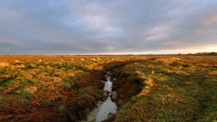 Herd of sheep in  salt marsh near  Bricqueville sur mer village
