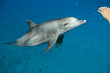 underwater world a dolphin floats in the sea dolphins have come to communicate to people 