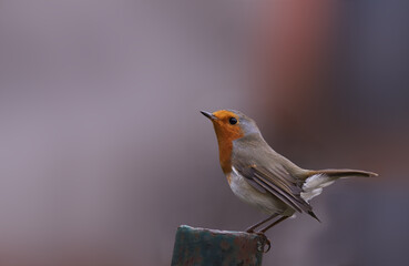 From series of photos of a robin. The robin is excited sits on the pillar sideways to the camera