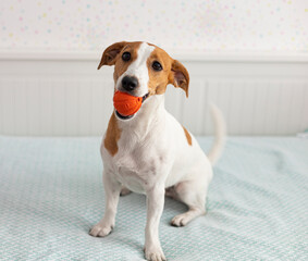 jack russell terrier sits on a bed with an orange toy