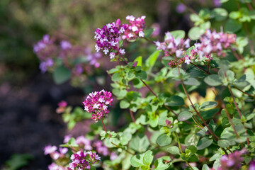 Obraz premium oregano flowers and grass in the garden closeup