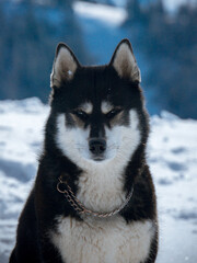 Siberian husky dog