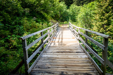 Wood bridge in a fir forest
