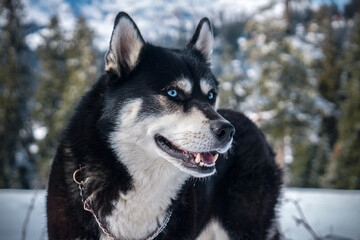 Obraz premium siberian husky dog