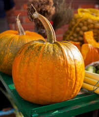 Orange pumpkins stand on a green table at a local marketplace.Cucurbita pepo,baby bear