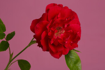 Red garden rose flower isolated on pink background.