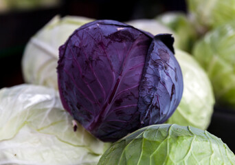 Close up view of fresh red,purple cabbage in group with white cabbages at the market