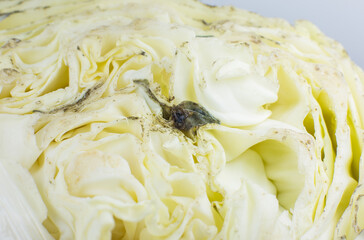 Rotten and Moldy cabbage. Bad conditions of preservation. Close up, Spoiled  food. Fungus illness.