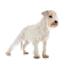 miniature white schnauzer in studio