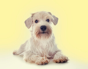 miniature white schnauzer in studio