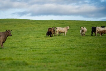 Angus, wagyu and murray grey beef bulls and cows, being grass fed on a hill in Australia.