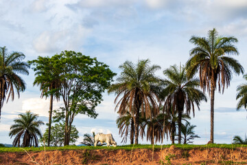 Fototapeta na wymiar Touro pastando na montanha entre palmeiras.