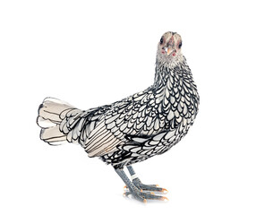 Sebright chicken in studio