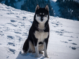 siberian husky puppy