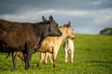 Angus, wagyu and murray grey beef bulls and cows, being grass fed on a hill in Australia.