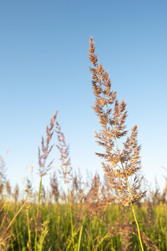 fluffy twigs in the field in summer under blue skies