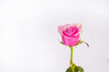 Beautiful rose in the snow, pink bud on a white background.
