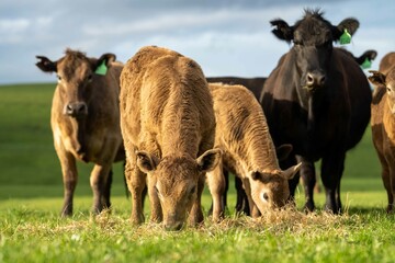 Angus, wagyu and murray grey beef bulls and cows, being grass fed on a hill in Australia.