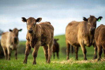 Angus, wagyu and murray grey beef bulls and cows, being grass fed on a hill in Australia.