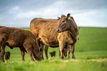Angus, wagyu and murray grey beef bulls and cows, being grass fed on a hill in Australia.