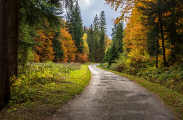 A road among the autumn forest under a threatening gray sky