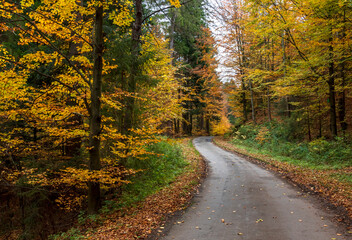 A road among the autumn forest