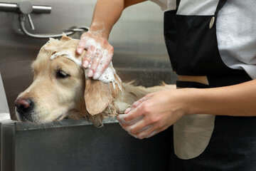 Professional groomer washing cute dog in pet beauty salon, closeup