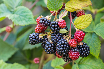 Black ripe and red ripening blackberries on green leaves background. Rubus fruticosus. Closeup of bramble branch with bunch of yummy sweet summer berries. Healthy juicy forest fruit. Natural medicine. - obrazy, fototapety, plakaty