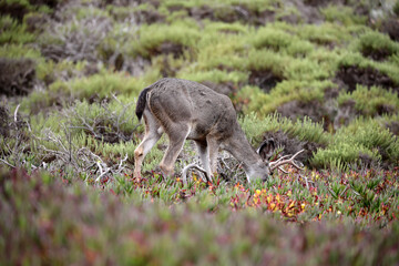 Rotwild in den USA (Kalifornien / 17-Miles-Drive)