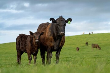 Close up of Stud Beef bulls and cows grazing on grass in a field, in Australia. eating hay and...