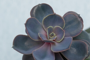 Echeveria gibbiflora flower head close-up on the full frame. Floral purple background with one flower