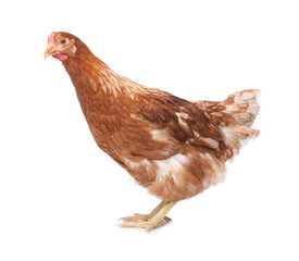 Beautiful chicken on white background. Domestic animal