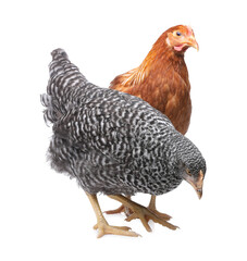 Two different beautiful chickens on white background. Domestic animals