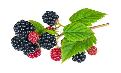 Beautiful ripe and ripening blackberries on twig isolated on white background. Rubus fruticosus. Closeup of black or red berries and green leaves on nature bramble branch. Healthy summer forest fruit. - obrazy, fototapety, plakaty