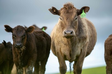 Stud Beef bulls and cows grazing on grass in a field, in Australia. breeds include speckle park,...