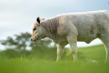 Stud Beef bulls and cows grazing on grass in a field, in Australia. breeds include speckle park,...