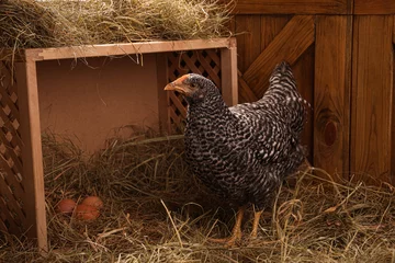 Rolgordijnen Beautiful chicken near nesting box with eggs in henhouse © New Africa