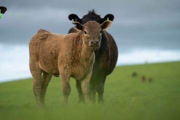 Stud Beef bulls and cows grazing on grass in a field, in Australia. breeds include speckle park,...