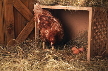 Beautiful chicken near nesting box with eggs in henhouse - obrazy, fototapety, plakaty