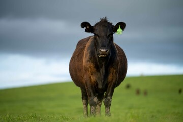 Stud Beef bulls and cows grazing on grass in a field, in Australia. breeds include speckle park,...