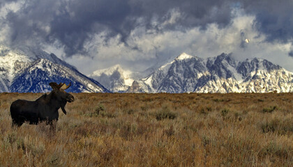 Alert bull moose gazes across field and stands with regal majesty against Teton mountains and storm...