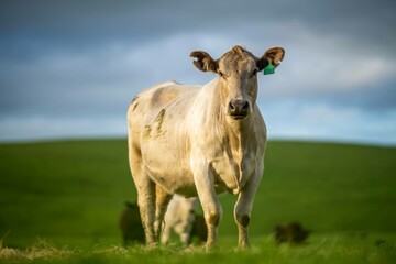 Stud Beef bulls and cows grazing on grass in a field, in Australia. breeds include speckle park,...