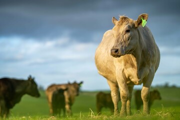 Stud Beef bulls and cows grazing on grass in a field, in Australia. breeds include speckle park,...